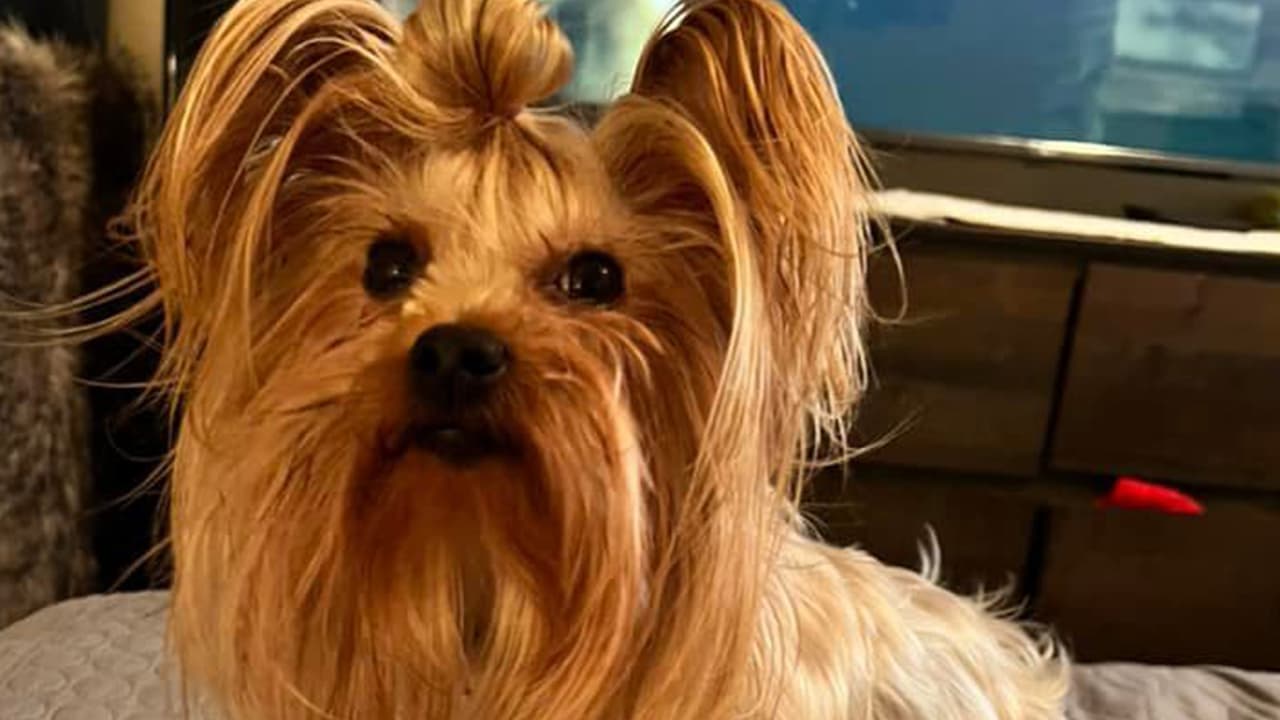 Esta perrita es Bella, la mascota de Patricia Ris González.
