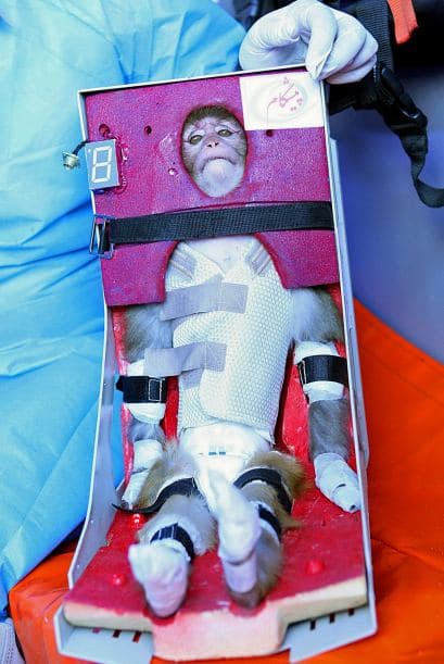 Un mono de cresta gris atado con tirantes a un receptáculo que parecía un asiento infantil vehicular fue lanzado al espacio y regresó sano y salvo, dijeron autoridades iraníes el lunes.