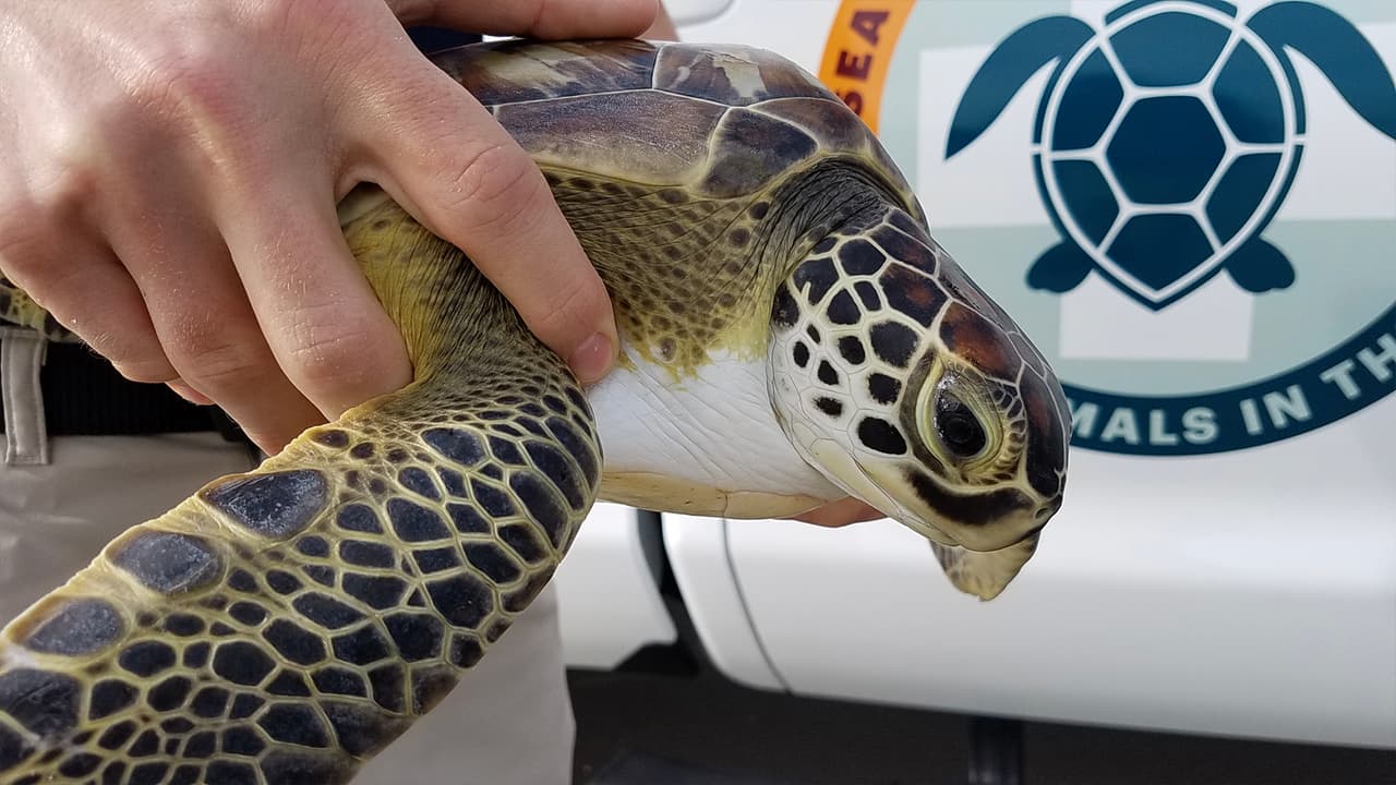"BeefCake" fue el apodo que le pusieron en el Zoológico de Houston a esta tortuga marina que fue rescatada en las costas de Galveston, cuando estaba enredada en unas redes de pesca.