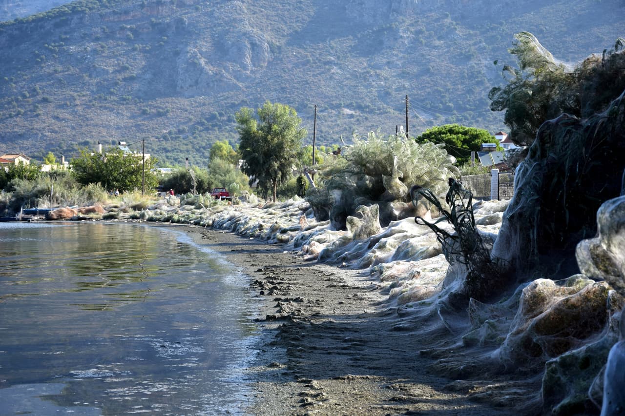 1,000 pies de telarañas entrelazan la vegetación frente al mar. Las tetragnathas que las construyeron miden menos de dos centímetros.