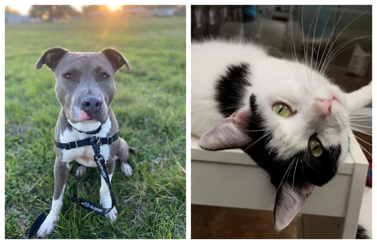 Austin Animal Center reducirá tarifas de adopción de $75 a $10 durante la temporada navideña 