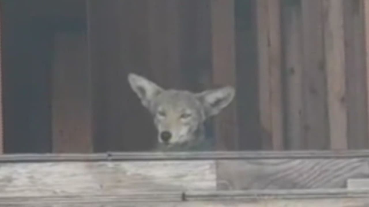 Manada de coyotes se apodera de edificio abandonado en Los Ángeles: hay preocupación entre vecinos