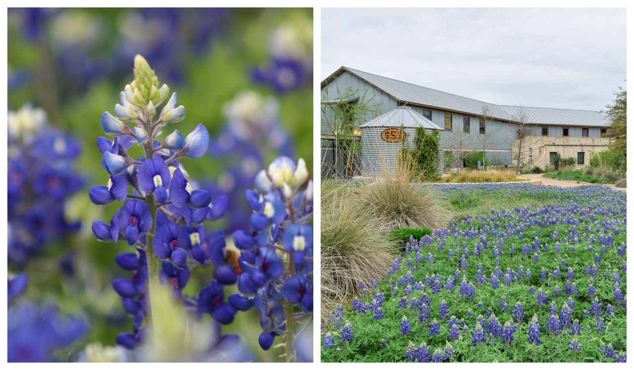 Temporada de flores silvestres en Texas podría ser más corta este año: esta es la razón