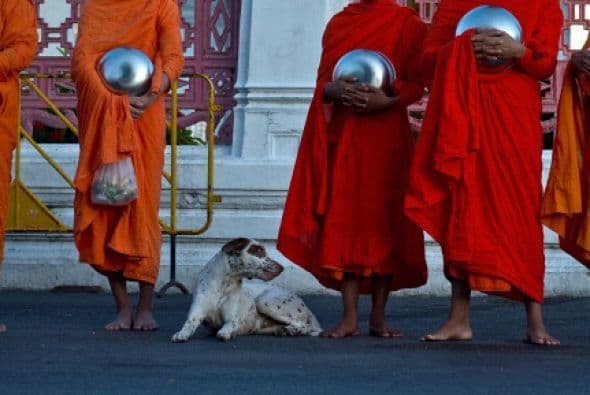 Este perrito quiso sentarse junto a un grupo de monjes budistas en un templo de Tailandia.
