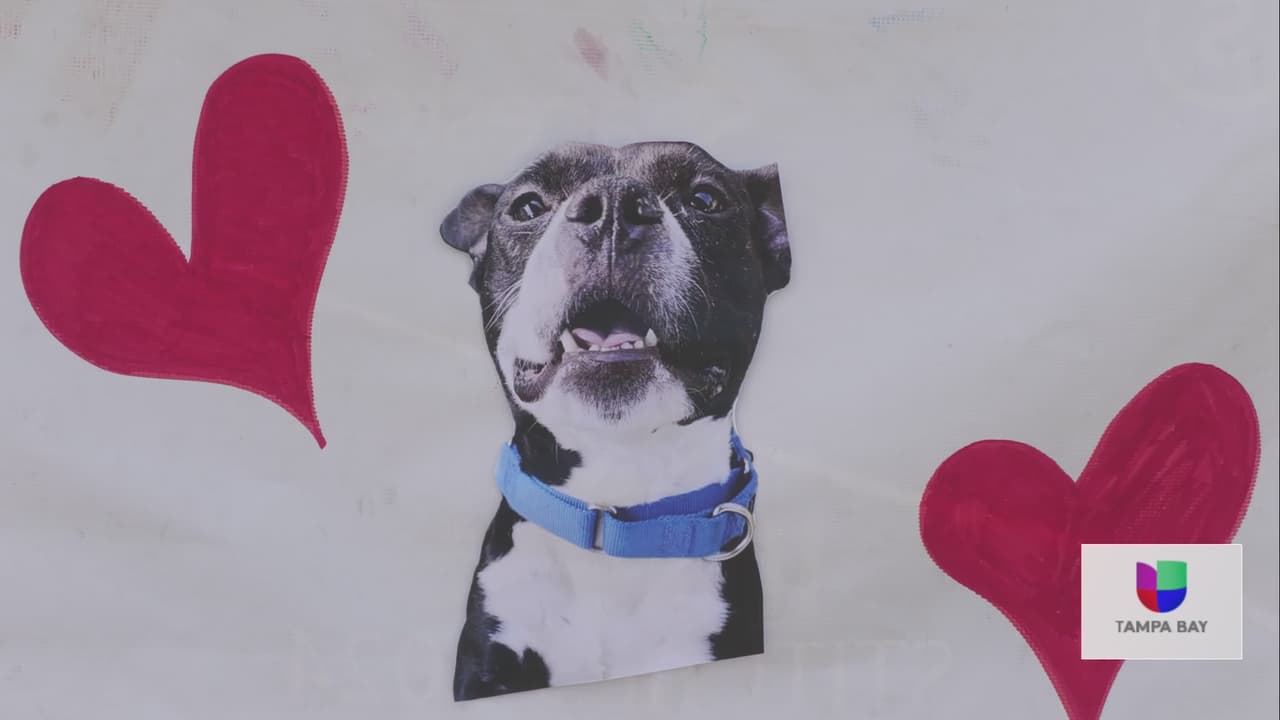 Comunidad de Pinellas exige justicia tras la decapitación de un perro