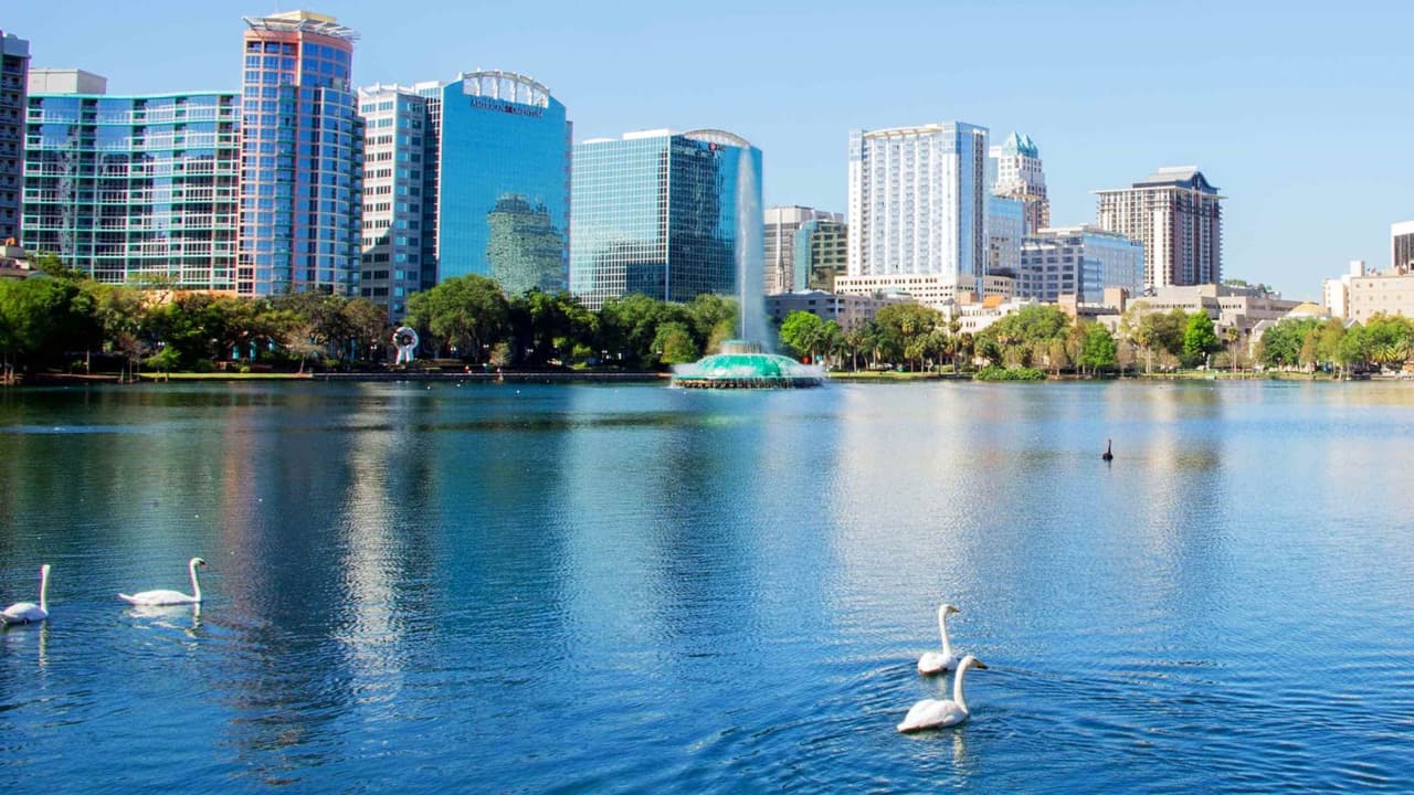Los cisnes de Lake Eola fueron trasladados desde el lago Lucerne en 1922 y se han convertido en una parte querida del parque.