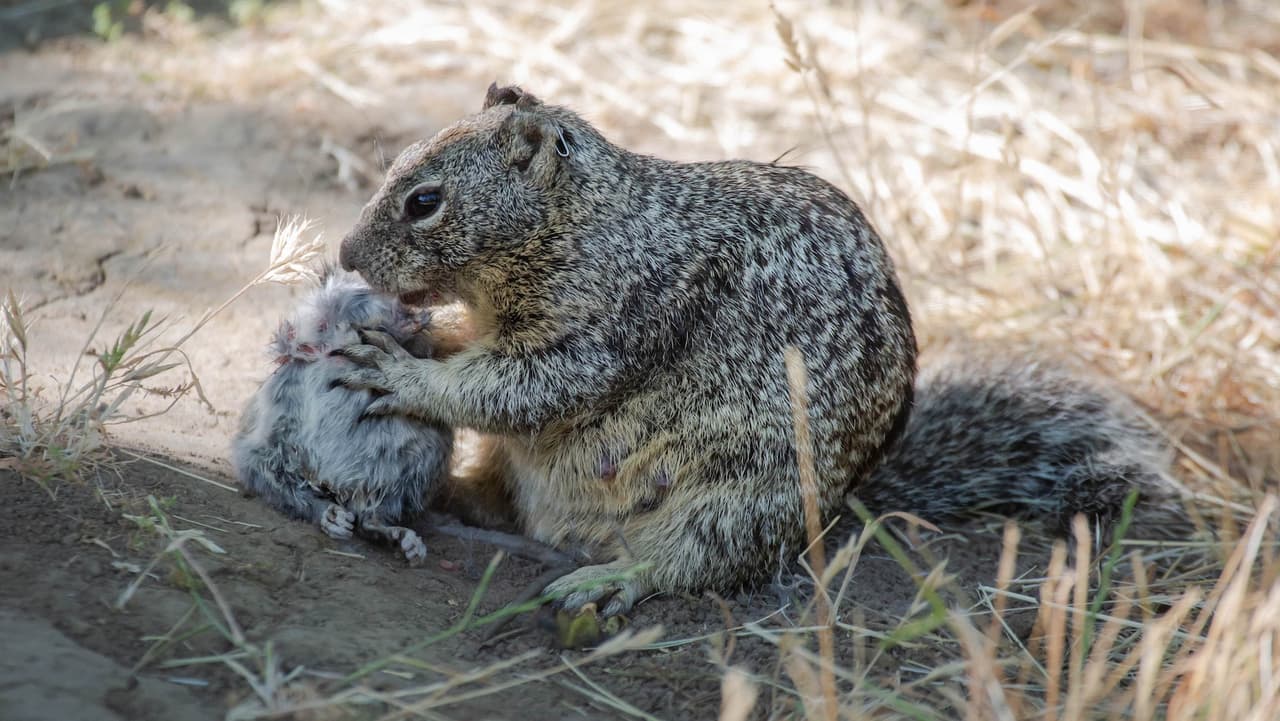 ¿Por qué estas ardillas de California se comen a los ratones? Así lo descubrió este grupo de investigadores