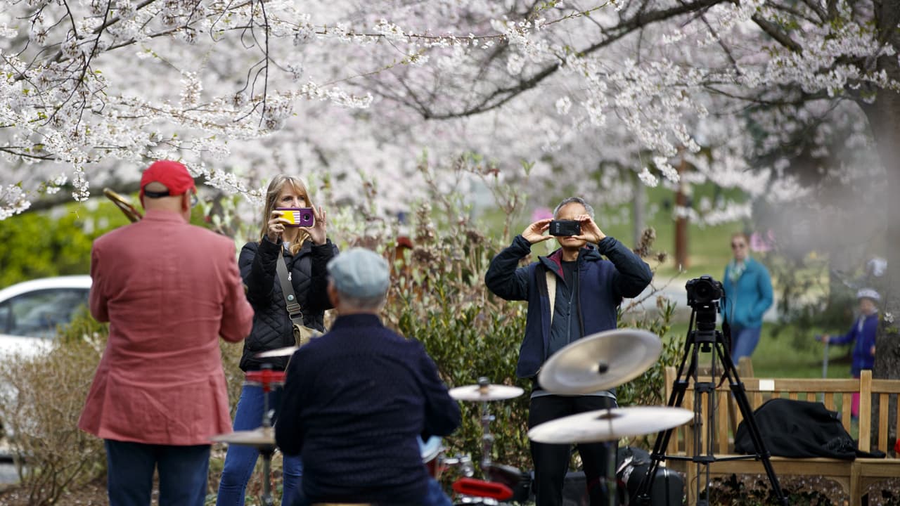 Cherry Blossom: Te damos tips para disfrutar los cerezos japoneses en el National Mall