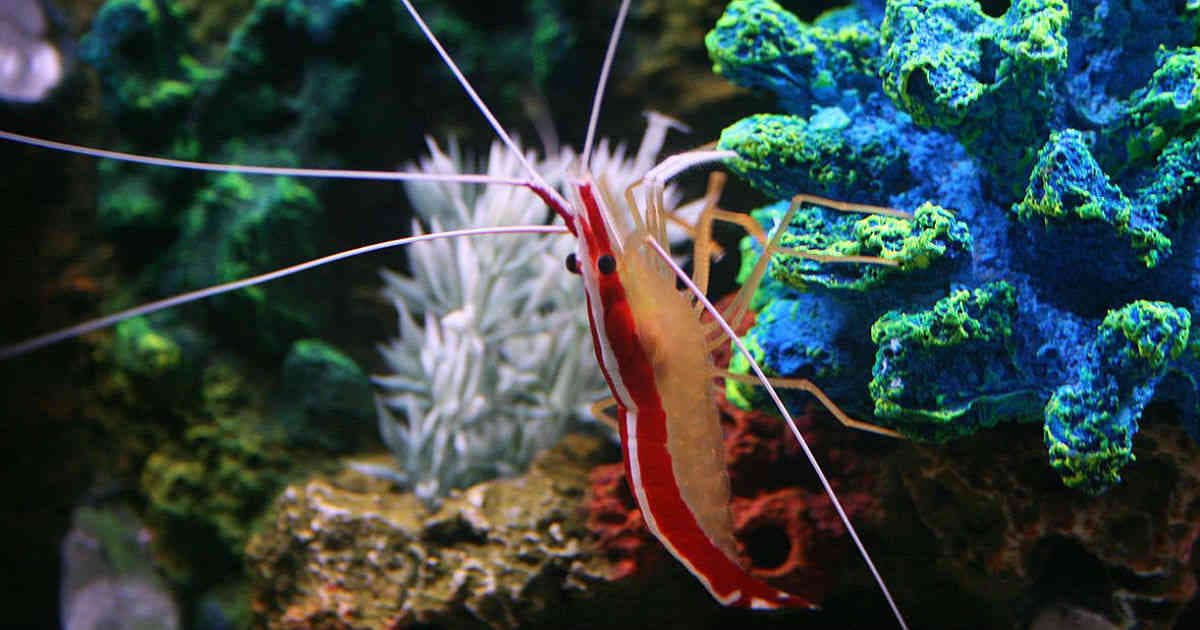 Las epecies habían sido importandas ilegalmente desde las Islas Fiji, China y Australia.