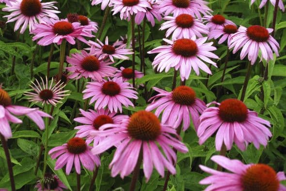 Equinácea. ¿Fanática de los productos naturales? Esta flor no sólo se cultiva como planta ornamental, sino que también es codiciada por sus propiedades medicinales. Su uso más frecuente es para ayudar a aliviar resfriados.