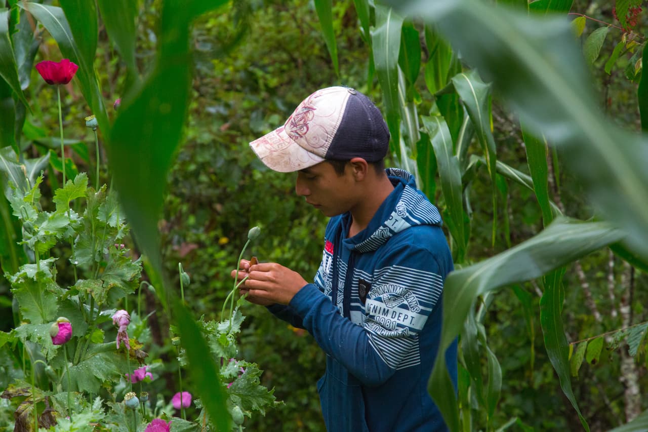 La amapola es la base para producir drogas como la heroína. Pese a ello, algunos quieren legalizarla.