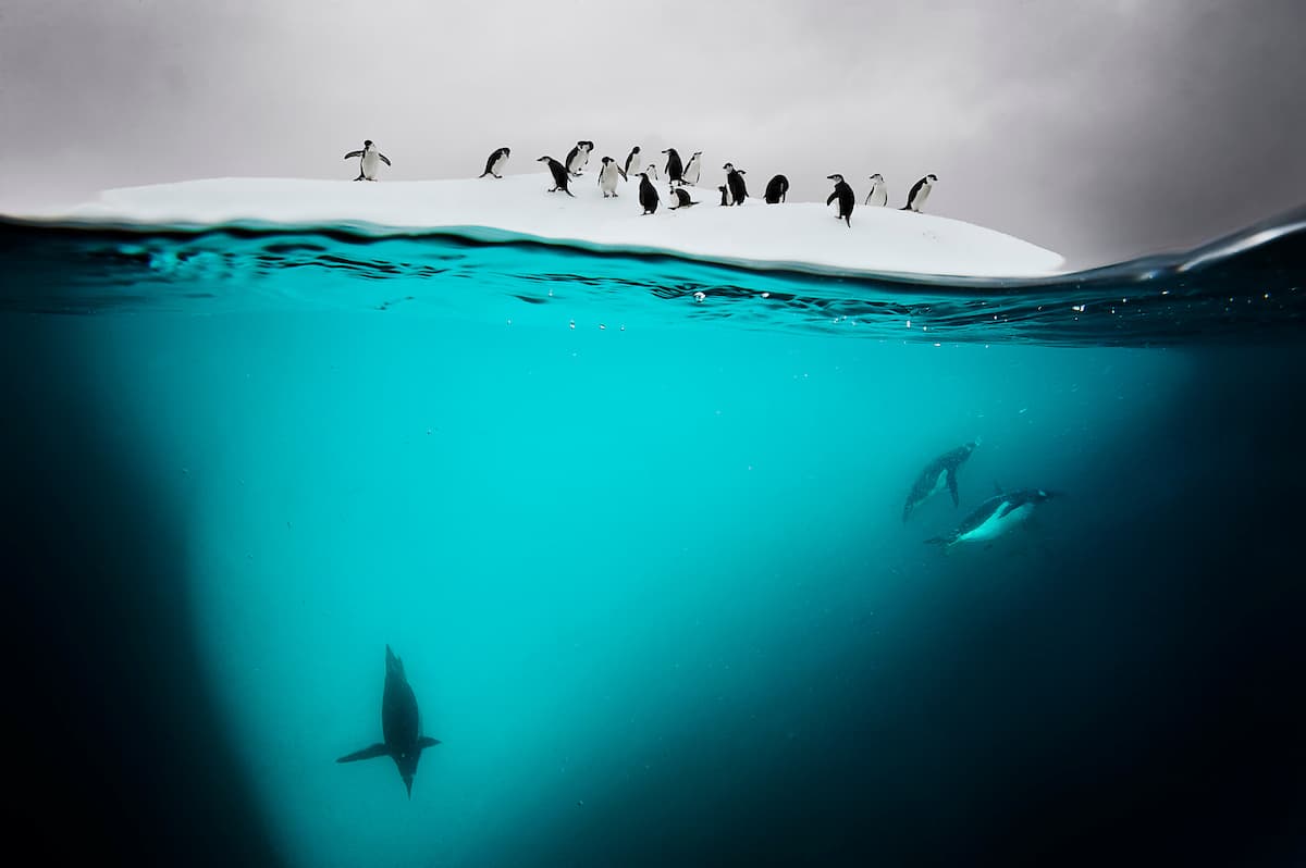 Pingüinos sobre y bajo un pedazo de hielo flotante en la isla Danco, Antártida. La organización 
<i><a href="https://www.conservation.org/"><u>Conservation International</u></a></i>
<a href="https://www.conservation.org/"><u> </u></a>trabaja con comunidades locales y pueblos indígenas, y su impacto se extiende a lo largo de cuatro continentes.