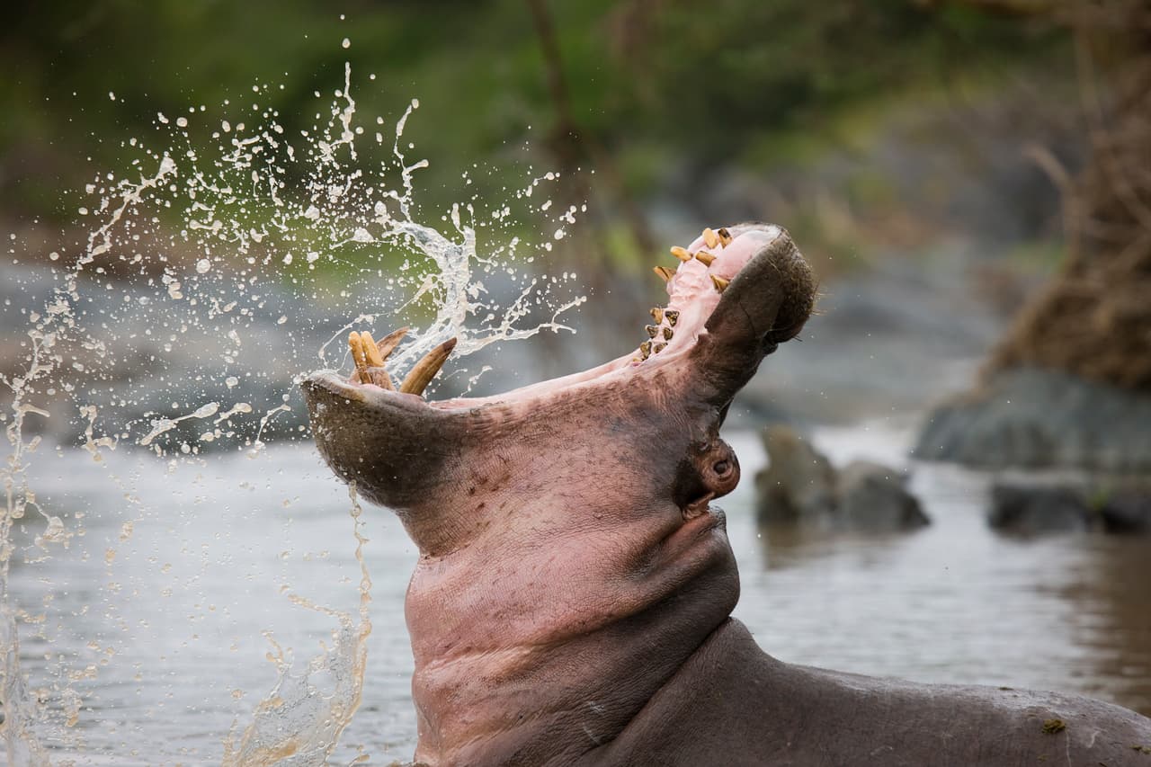 El que siempre se emociona es este hipopótamo, quien incluso se atraganta cantando mientras toma agua.