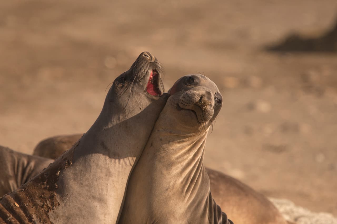 '¡Pero no me grites en el oído!', dice la hermana del elefante marino cantante.