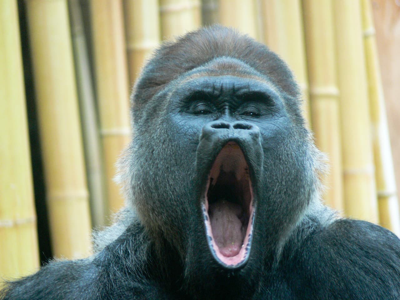 El gorila forma parte de los tenores de gran talento.