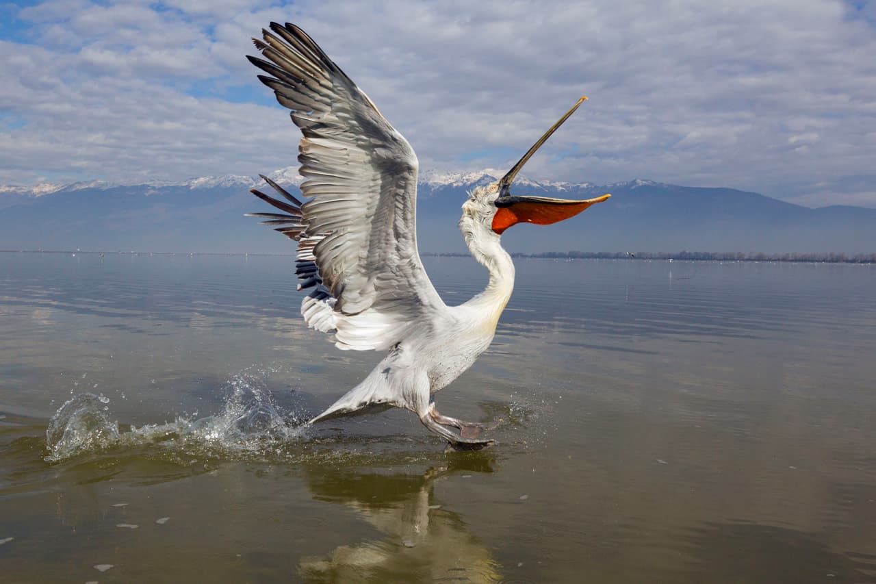 Quien hace los coros mientras el mundo animal canta es este pelícano, mientras chapotea cerca de su hogar.