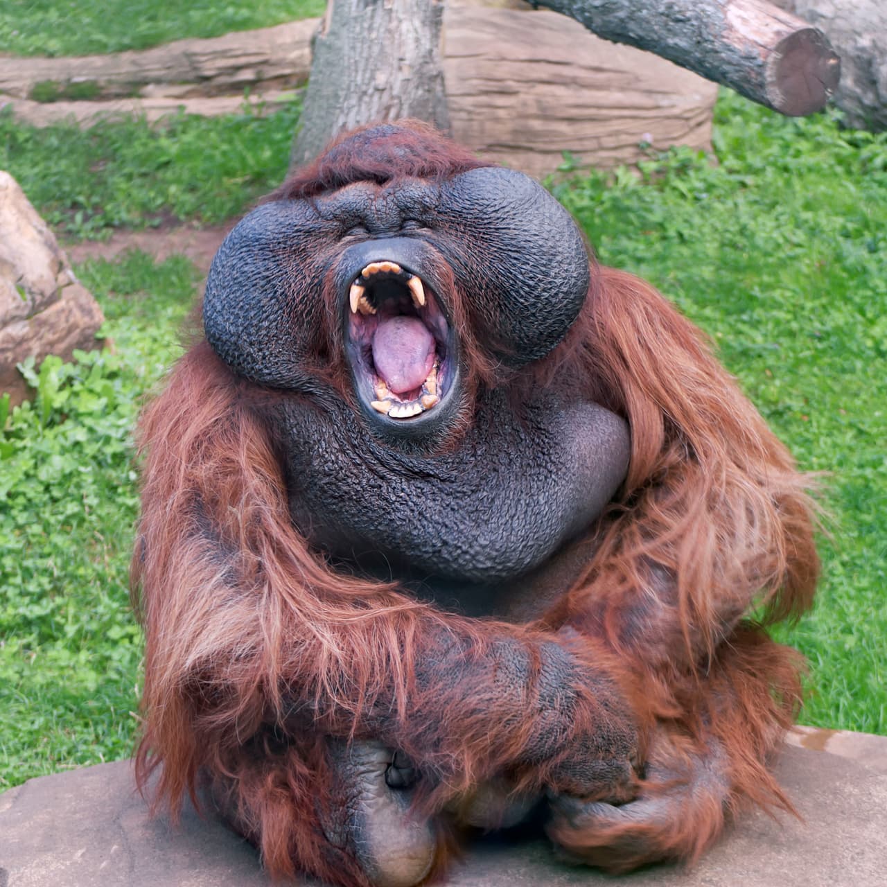 A veces los orangutanes se enojan cuando escuchan a alguien desafinado. ¡Ups!