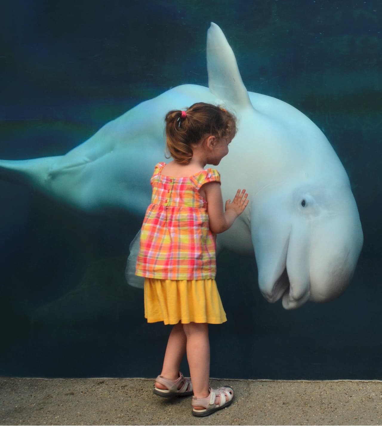 Y este delfín es un principiante. Lo suyo son los dulces silbidos.