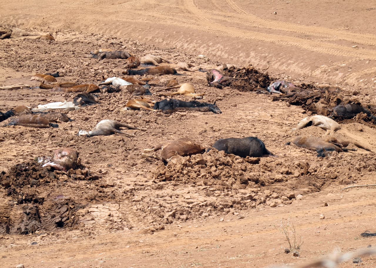 "Este trágico incidente ejemplifica el problema que enfrenta la Nación Navajo por la sobrepoblación de caballos salvajes", dijo el presidente del territorio semiautónomo indio, Russell Begaye, en un comunicado.