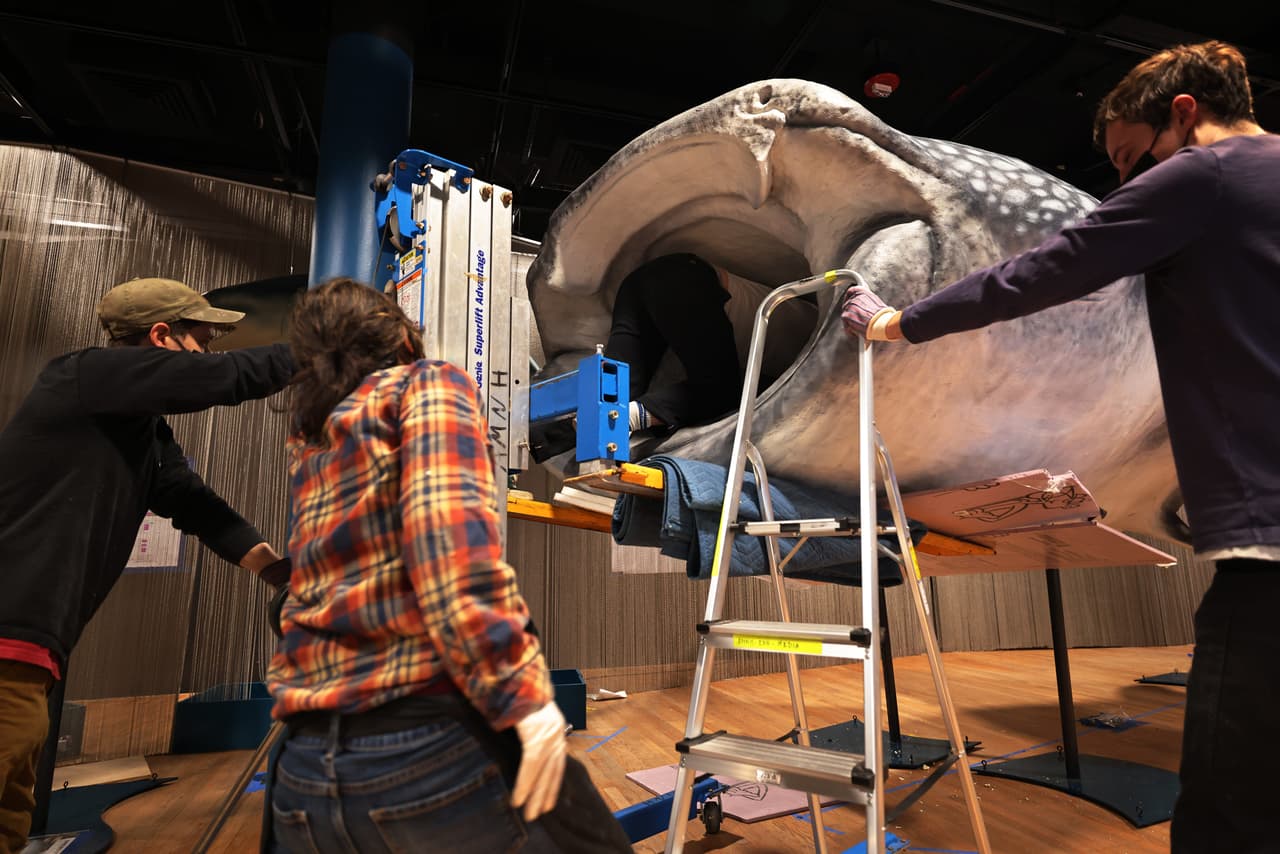 Hay alrededor de 1,200 especies de tiburones, mantas y rayas, pertenecientes al grupo de los elasmobranquios.