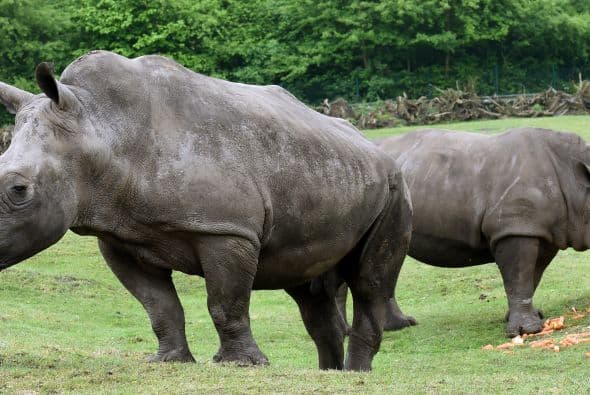 El pasado 7 de mayo en el zoológico Sergenti en Alemania decidieron casar a esta parejita de rinocerontes que han habitado en el parque desde hace tiempo y se han hecho compañía.