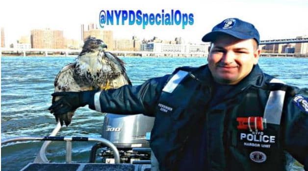 NYPD rescata a halcón del Brooklyn Bridge