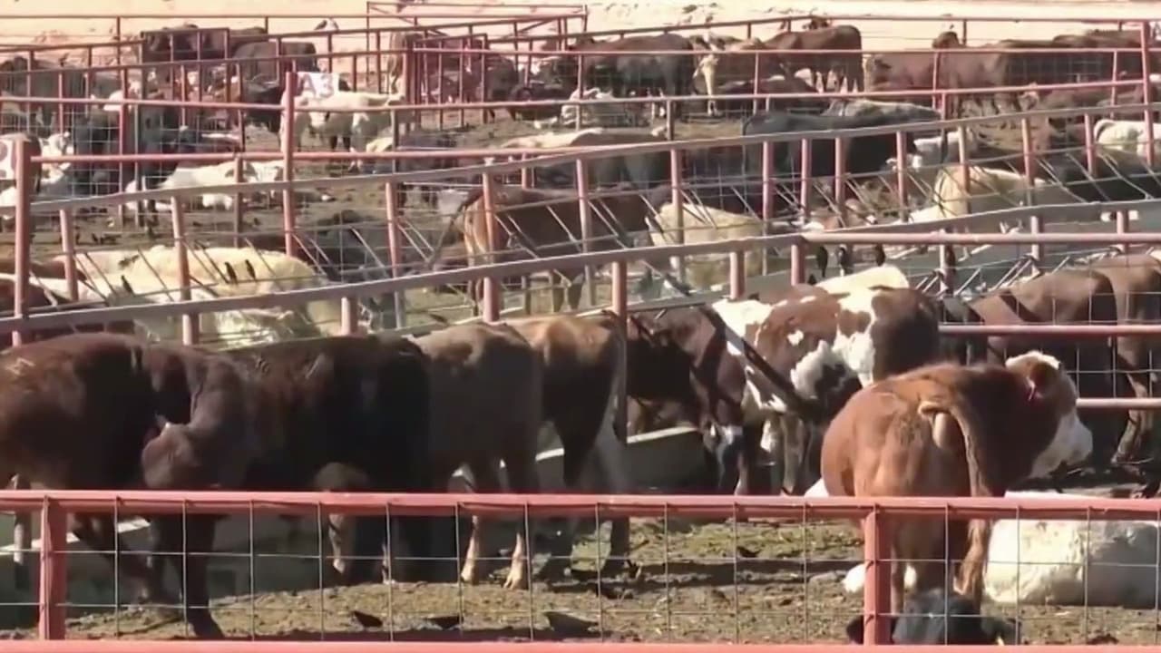 Gusano barrenador: ¿Por qué hay ganaderos en la frontera de México preocupados por la continuidad de exportaciones?