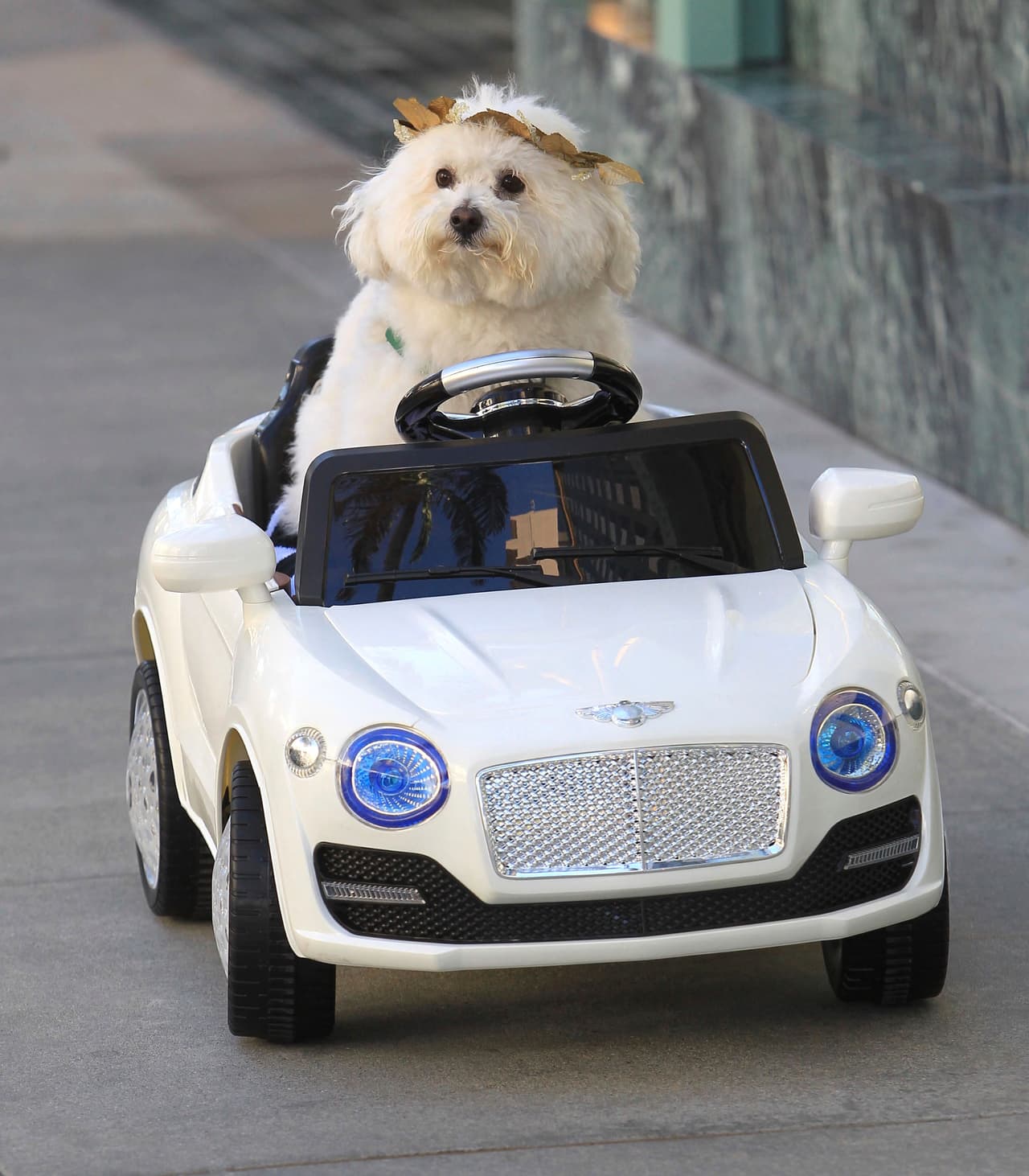 #LoveYourPetDay (Día Nacional de la Mascota)