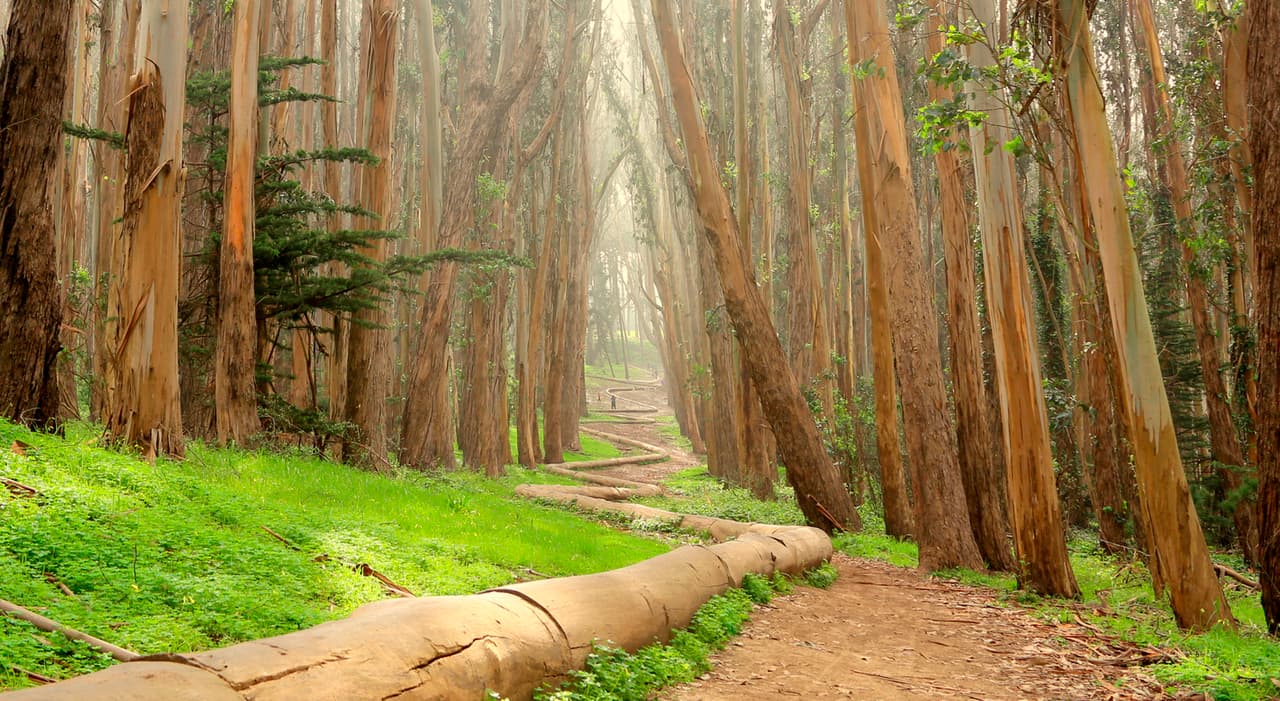 Tome un tour olfativo del Parque Presidio de San Francisco