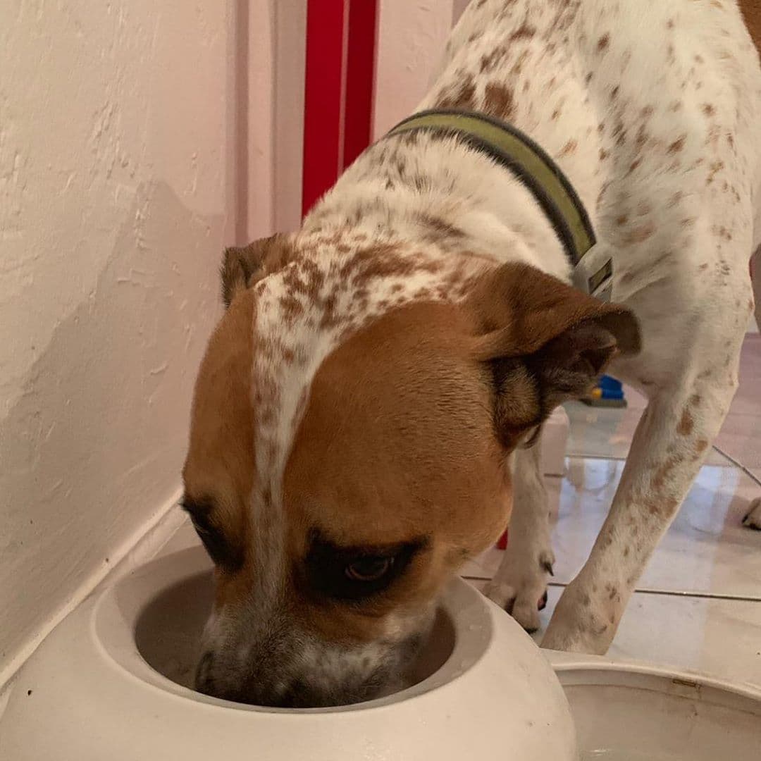 Este perrito está lleno de amor y cuidados pues es parte importante de la familia.