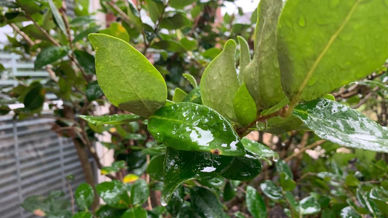 Se pronostica que la tormenta invernal comience a impactar de manera más intensa desde el domingo en la noche hasta el martes.