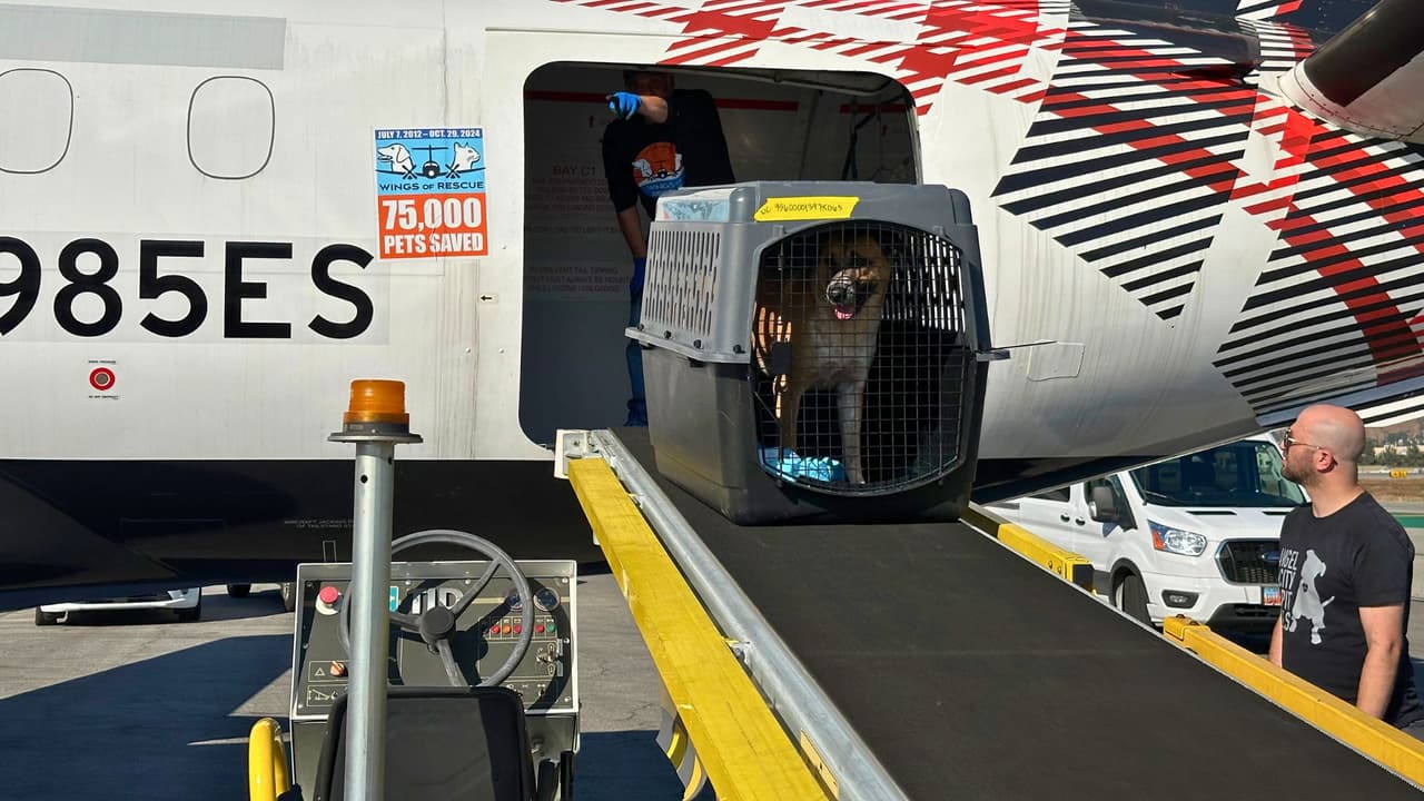 <b>🔥 La situación sigue siendo grave: </b>Mientras tanto, los incendios continúan afectando California, con más de 25 muertos y más de 20 desaparecidos. Los equipos de rescate siguen luchando para controlar las llamas que han quemado miles de acres de tierra. En medio de este caos, los refugios siguen recibiendo animales y luchando por encontrarles un hogar.