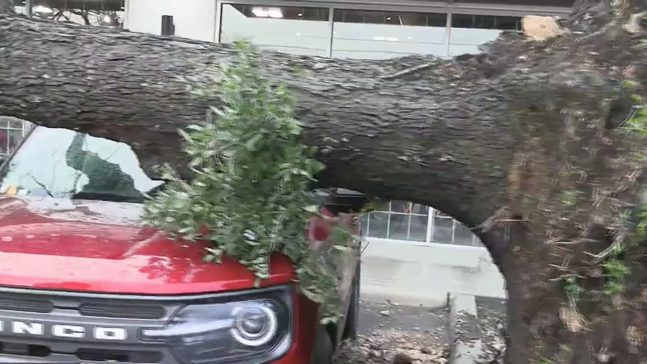 Fuertes vientos provocan la caída de un árbol sobre una camioneta en San Antonio