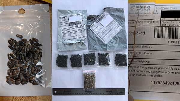 Estas semillas pueden contener enfermedades de plantas, malezas o plantas invasoras que podrían dañar la industria agrícola y el ecosistema de Pensilvania, 
<a href="https://www.media.pa.gov/Pages/Agriculture_details.aspx?newsid=946" target="_blank">según el comunicado de prensa.</a>