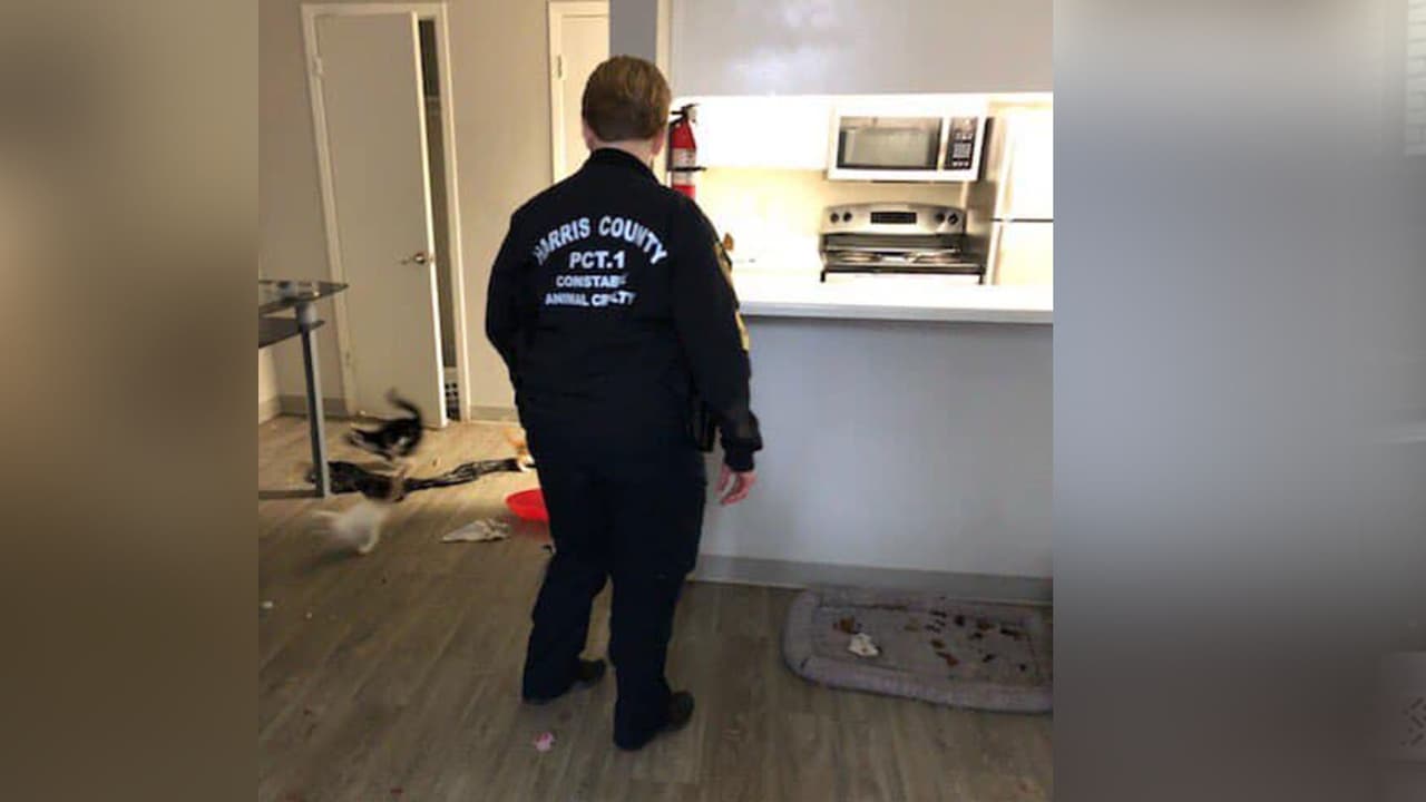 Los animales fueron trasladados a las oficinas de la Sociedad para la Prevención de la Crueldad hacía los Animales (SPCA) en Houston donde están recibiendo cuidados.