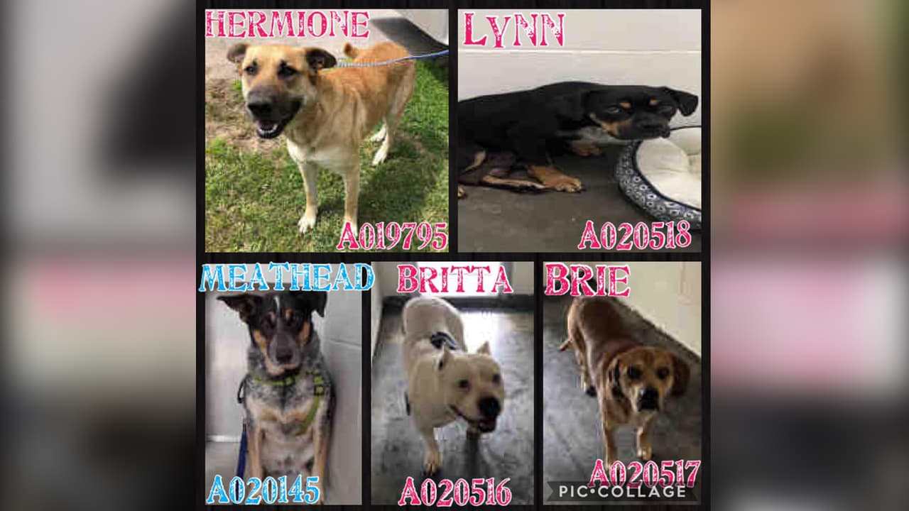 Todos los demás cachorros, perros, gatos y gatitos están disponibles por una tarifa de adopción de 25 dólares.