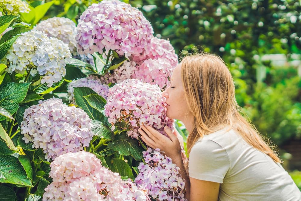 Las rosas nos muestran que la actitud ante la vida no debe ser las rosas tienen espinas sino ¡qué hermoso, entre las espinas nacen las rosas!, ayudándonos a ver siempre el lado positivo de la vida aún en medio de las dificultades. Las cualidades diplomáticas y equilibradas de Libra se representan muy bien con esta elegante flor. Asimismo las hortensias, con sus fuertes tallos y flores en forma de pompones de estrella, simbolizan la sinceridad y expresan la disposición siempre dispuesta de este signo de aire.