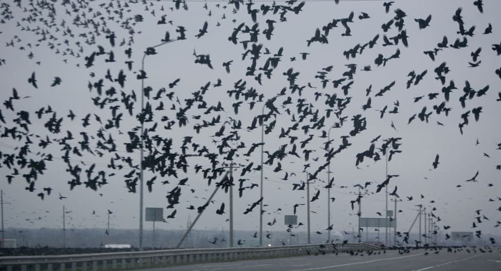 Centenares de cuervos sobrevolando una autopista