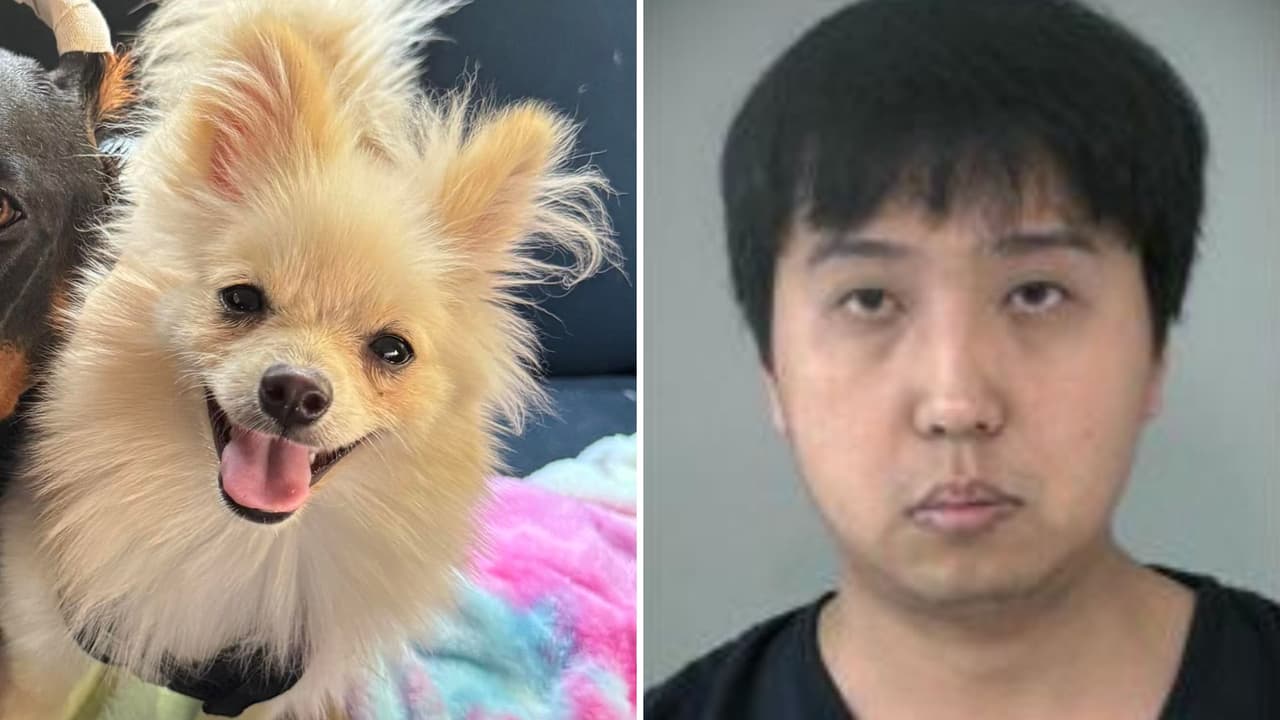 Hombre es acusado de matar al perro de su esposa ‘porque lo quería más que a él’