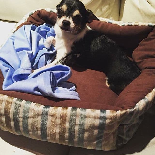 Por fortuna para la cantante, el perrito se encuentra mejor. "Va a tener que tomar una pastilla de por vida por su problema en el corazón, pero ya pasó el peligro gracias a Dios!", publicó en su cuenta de Instagram.