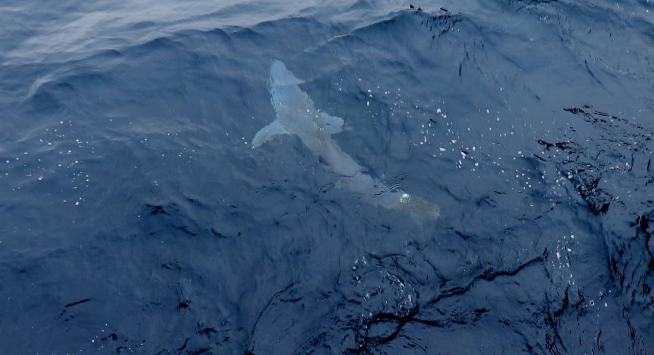 El Museo de Historia Natural de Florida tiene estas recomendaciones. La primera es que siempre nade en grupos, pues los tiburones generalmente atacan a las personas cuando están solas.
<br>