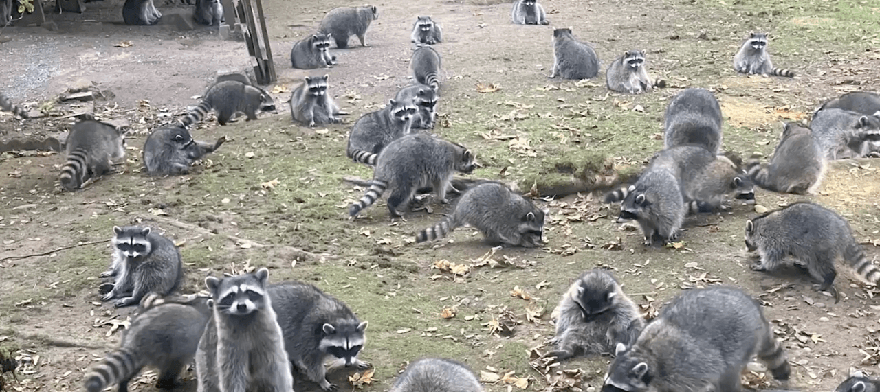 El caso de la mujer que tuvo que huir de su propia casa tras ser acosada por 100 mapaches hambrientos