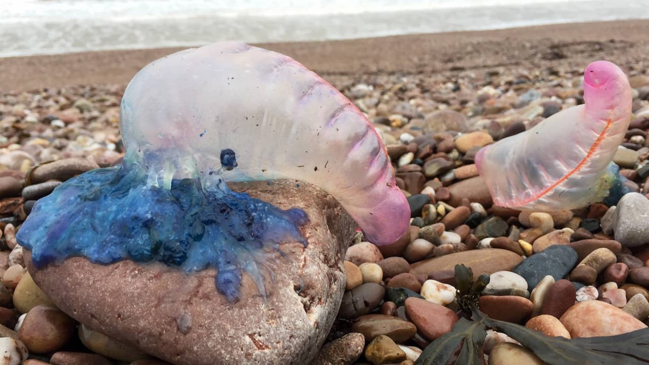 Advertencia por presencia de carabela portuguesa en playas de Pine Knoll Shores en Carolina del Norte