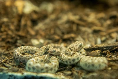 En el otoño, se dio la bienvenida a algunas de las nuevas incorporaciones más pequeñas del zoológico, dos serpientes de cascabel de la isla Santa Catalina.