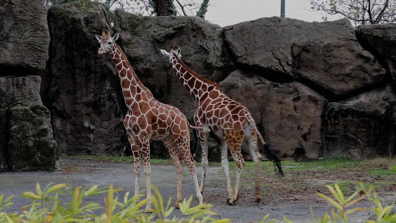 Desde su llegada, Bea se ha ido adaptando a sus nuevos cuidadores y conoció a sus nuevas compañeras de manada Stella y Abigail.