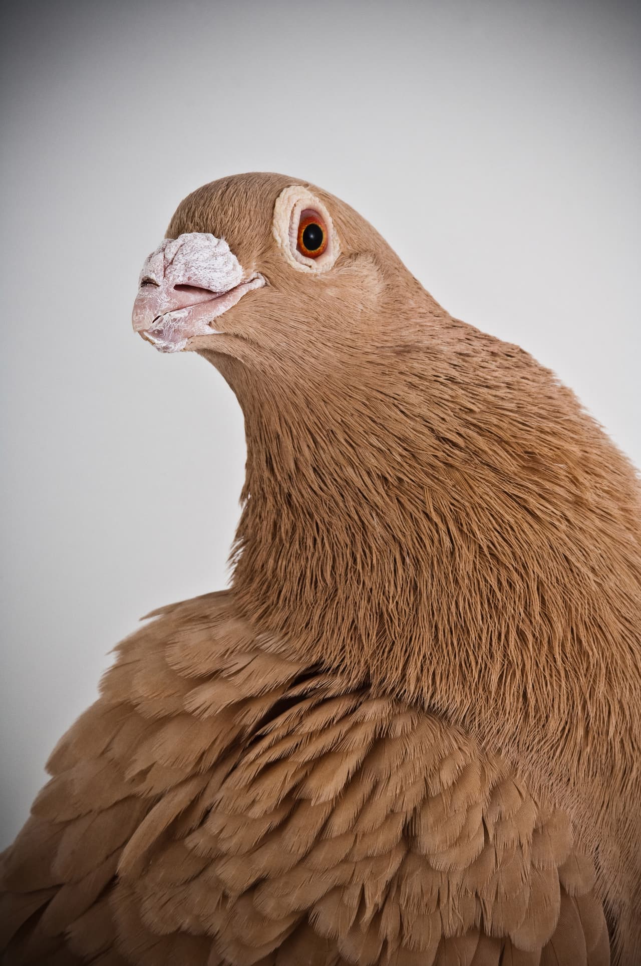 ¡Las aves también son ‘fashion models’!