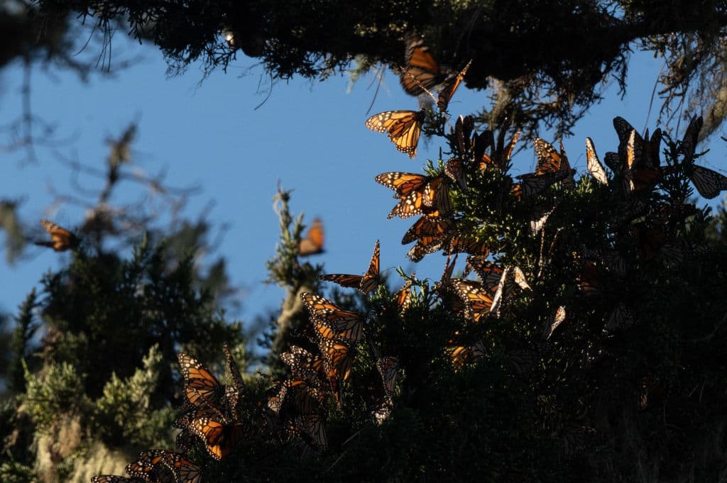 <a href="http://www.parks.ca.gov/?page_id=595">Playa estatal de Pismo</a>: Ubicada en San Luis Obispo, esta playa es famosa por albergar a una gran cantidad de mariposas monarca durante la temporada de migración. Podrás caminar por la playa y maravillarte con la presencia de estas hermosas criaturas.