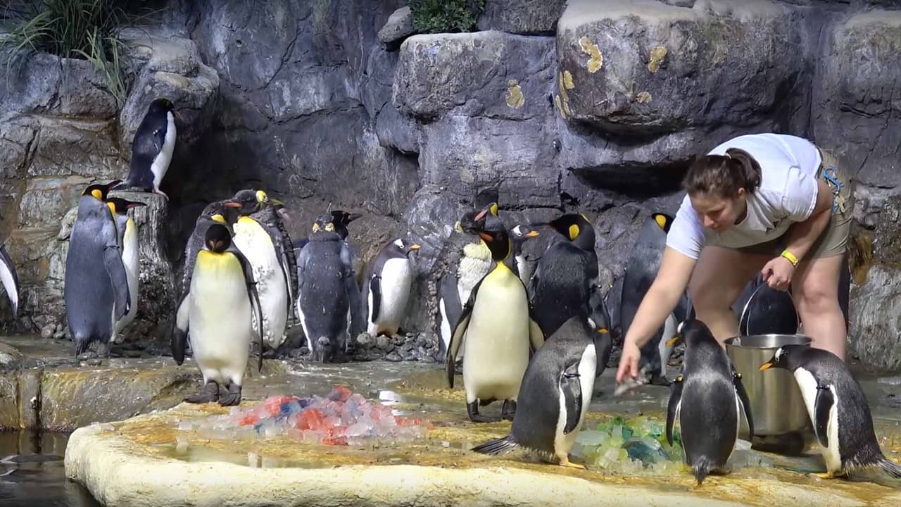 Se han colocado dos pilas de peces, la de la derecha representa al equipo de los Nacionales de Washington.
