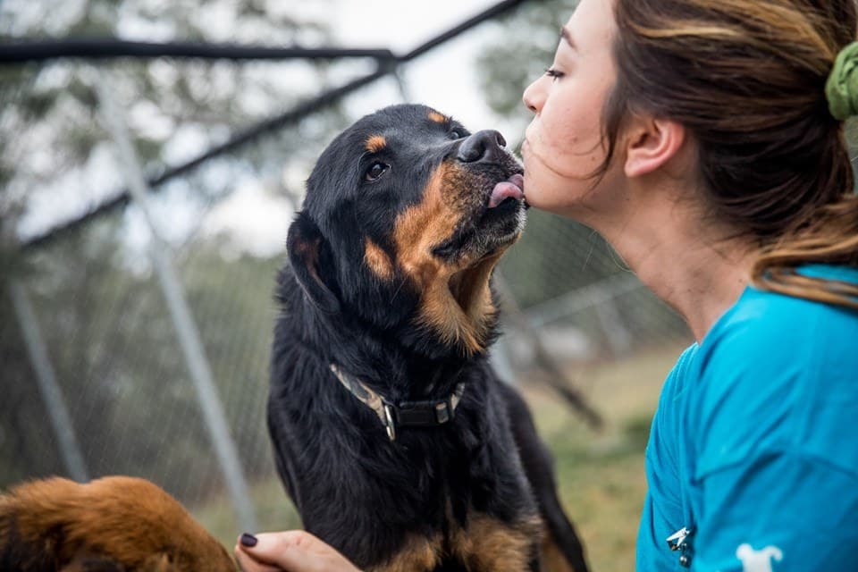 Austin Animal Center busca hogar para 400 mascotas este fin de semana
