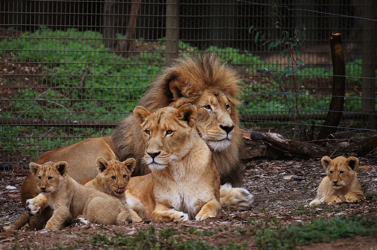 A los jóvenes ‘gatitos’ les gusta estar en familia, pero también quieren ir a conocer el mundo.